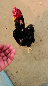 9.7K views · 234 reactions | Java Aseel on Reels | Facebook