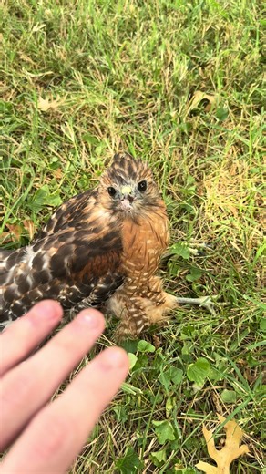 Red-Tailed Hawk Rescue: What You Should Know