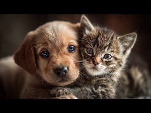 ADORABLE Puppies & Kittens Show Their CUTEST Moments 😍 | Try Not to Smile #cute #pets