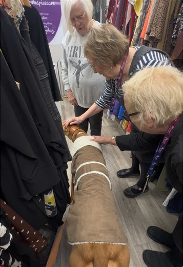 Greyhound Adoption: Cutest Companions Await You