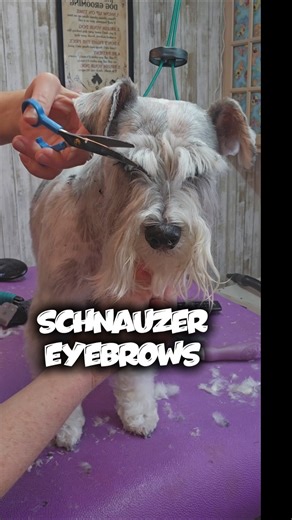 Schnoodle dog grooming transformation #cutepets #haircut