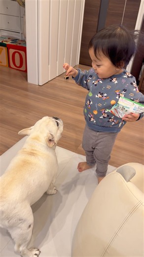 2歳児が愛犬を騙したらこうなりました… #家族 #犬 #フレンチブルドッグ