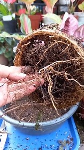 Finding tubers for Calathea Peacock Macoyana🪴🌱😍 #plantita #calathea #plants #garden #highlight #everyone | France Colinares
