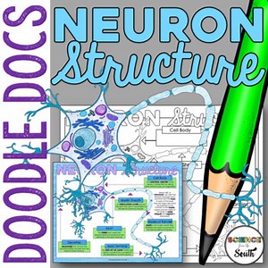 Neuron Structure Doodle Notes Graphic Organizer for Labeling Parts of a Neuron
