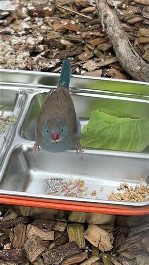 Blue Capped Waxbill (Breeding Season 25/26 Begins)