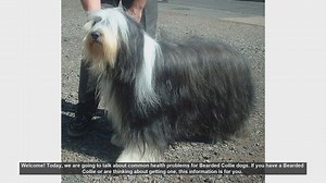 Common Health Problems in Bearded Collie Dogs