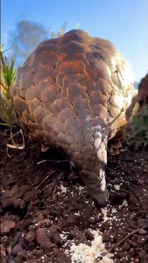 Protect Pangolins and save their Habitats from Extinction for Animal Conservation