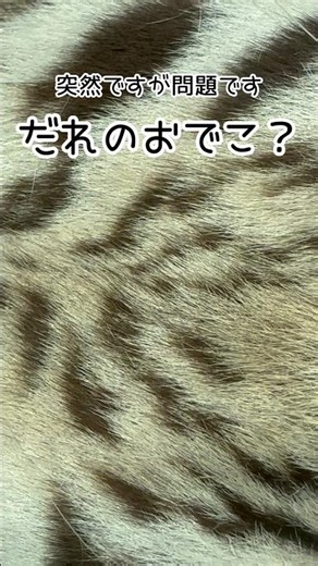 だれのおでこ？ #東武動物公園 #zoo #動物園 #かわいい