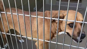 7.5K views · 76 reactions | ✔️Rescued!  8/20/18 - I can’t believe...