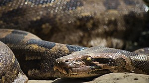 Une femme retrouve un python de 2 mètres de long dans ses toilettes