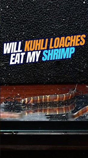 Will Kuhli Loaches Eat Shrimp | Shrimp in Fish Tank