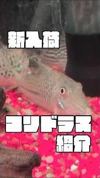 Corydoras! | Aquarium Tropical Fish