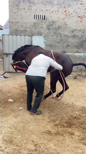 Horse dancing #horse #viral #trend #horseloverstatus #viralshorts