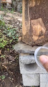 😂🤣 #hornet #bee #bugs #insect #nest | Meowwcats1