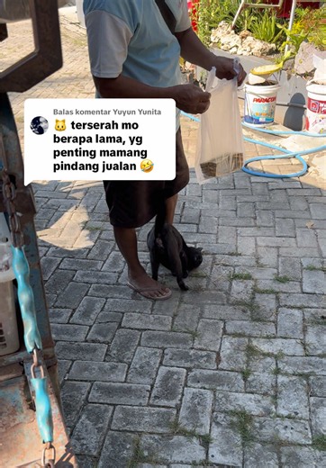 Membalas @Yuyun Yunita Liatin ja!pe nungging-nungging begitu 🫣🫣🤣🤣#catsoftiktok #cat #kucing #catlover #blackcat