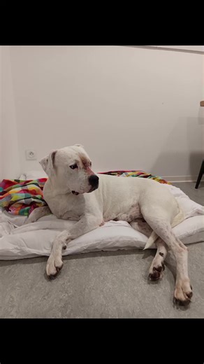 Prénom : Orsica ⭐ Né le : 31/10/2018 🎃 Race : Dogue argentin 🐶 (pas catégorisé) Sexe : Femelle♀️ Au refuge depuis le : 06/09/2024 ⏳ 🌸 APPEL POUR ORSICA Orsica attend depuis bientôt 1 an et demi une famille...la vie en box commence à être compliquée pour elle, le box, les aboiements, le froid... Une ambiance qui reste stressante même si on essaye de la rendre le moins possible ☹️ Le stress lui a même fait développer un petit problème cutané, pris en charge bien évidemment. Mais ça nous montre 