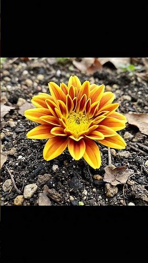 Fall Flower Magic: Close-Up Chrysanthemum Bloom