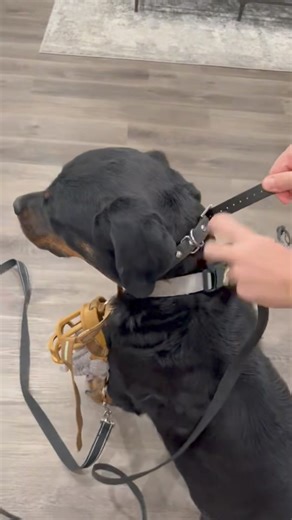 “Forcibly Muzzling” a questionable or known aggressive dog… revisited… Version 2. Today I’m going to post several of our videos showing this “Forcible Muzzling” approach which simply means, getting a muzzle on a dog who hasn’t been able to be properly muzzle conditioned prior, and who needs a muzzle to be applied immediately for safe handling and/or for starting our ”Double Muzzle” muzzle conditioning protocol. My hope is this will help folks in the training, rescue, shelter, and perhaps even ve