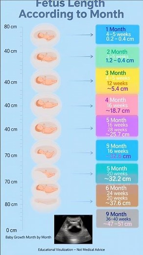 Baby Length Development According to Pregnancy Month