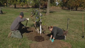 Forest Restoration Day in Forest Park