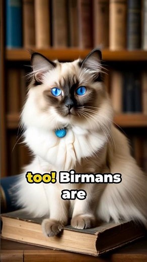 Birman Cats: The Furry Enigma Unveiled!