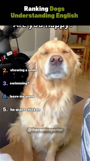 Ranking Dogs Understanding English #dog #understand #english #viral #shorts
