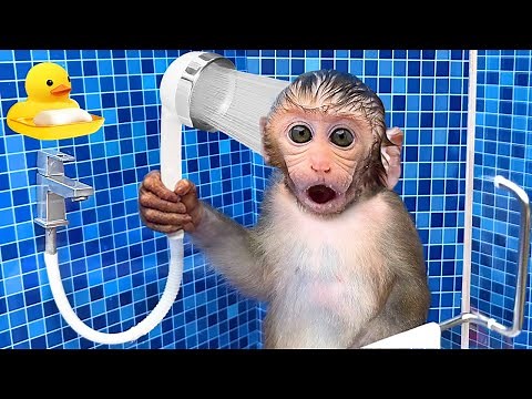 Monkey Baby Bon Bon Bathing In The Bathroom With Eating Fruit With Ducklings Side Swimming Pool