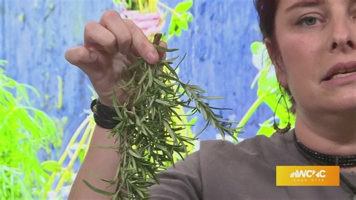 All About Herbs: From Garden to Kitchen