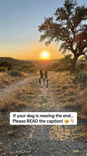👋🏾 Before we begin, if you’d like to get my FREE newsletter, comment “NEWS” and if you’re FOLLOWING me - I’ll send it over! 💌 You start to feel it before you can explain it. The slower steps. The longer naps. The way they look at you… just a little deeper than before. And suddenly, all the small moments come back. The way they followed you everywhere. Waited by the door. Sat next to you when no one else did. And if you’re honest… you remember the moments you wish you could take back too. The
