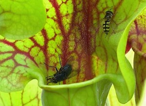 Cultiver le sarracenia : conseils pratiques pour réussir en pot