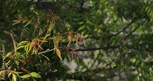 Neem tree branch, leaves. Azadirachta indica. Margosa. Nim tree. Indian lilac.