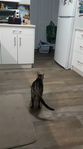 My cat’s elite training program 🐾 #cat #catlife #funnycats