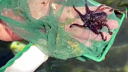 An octopus farm in Mexico, which started as a community project 15 years ago, has developed a patented food for the highly intelligent cephalopods using fish waste https://reut.rs/3qhvi8m | Reuters