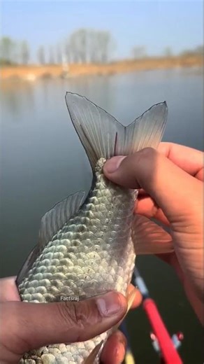 The thread was pulled out of this fish's tail |#shorts