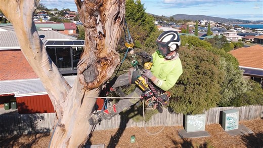 Retaining this tree as a habitat stag and adding habitat hollows, we’re providing shelter and homes for local wildlife while keeping the tree part of the ecosystem. Enquire now: 0428 997 068 | Tasmanian Tree Care