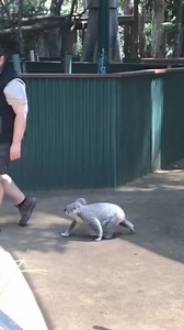 #koalas #koala #babykoala #koalalove #beauty #koalasofinstagram | Cute koala