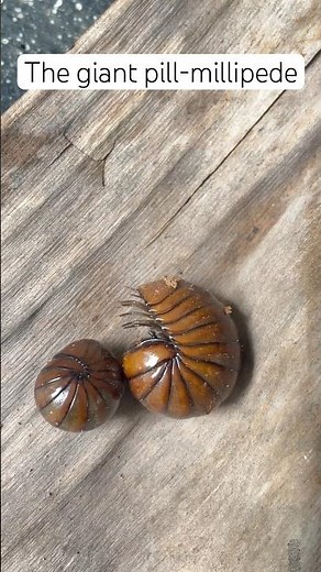 The Giant Pill Bug🐞 #insects