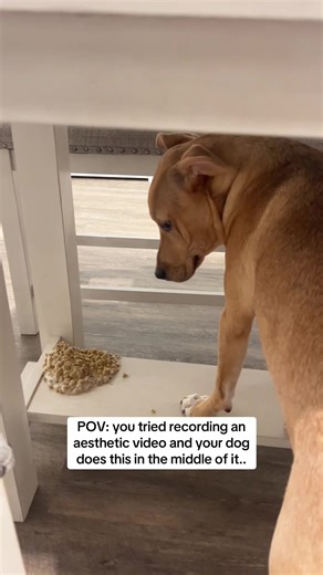 Pluto the pup on TikTok