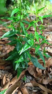 Serpentina plant #herbalmedicine | Flor Gaco Avergonzado
