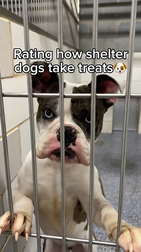 3.4K views · 165 reactions | High scores across the board!  These pups found their forever homes, but plenty more are ready to steal your heart (and your snacks). Click the link in our bio to find adoptable dogs near you. | Adopt a Pet | Facebook