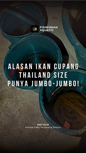 Ikan Cupang Thailand: Ukuran Jumbo dan Ekor Lebar
