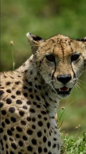 WILD TANZANIA 🦁 | Survival Challenges in the Land of Predators | Epic Animal Documentary in 4K HDR#