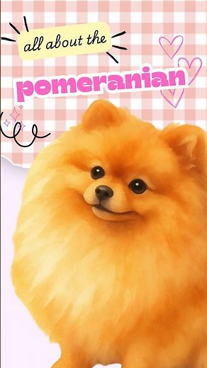 Meet the Pomeranian | Breed 101