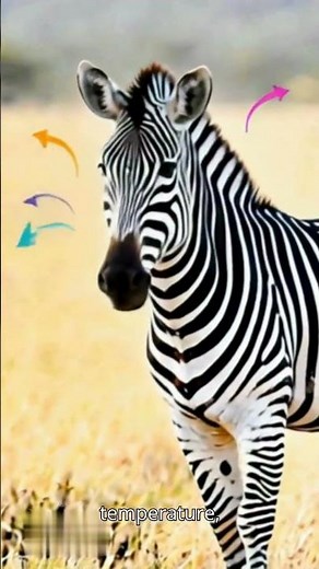 Why Do Zebras Have Stripes?