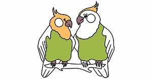 Lovebird Parrots coloring page ♥ Online or Printable for Free!