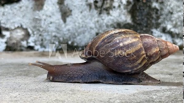 Close-up of a garden snail or garden slug gracefully gliding along the asphalt. Garden slug. Cornu aspersum . Helix aspersa, Cryptomphalus aspersus.