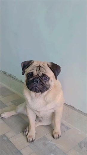 Pug Life: Too Cute to Handle! 🐶✨ Tiny paws, big attitude 🐾😎 #PugShorts #DogLover #PugLife #Shorts