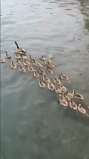 Goose parent leads 'endless stream' of baby geese