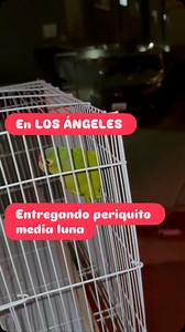 En Los Angeles entregando periquito media luna / half moon conure #losangelescalifornia #trending #Viral #pajaros #halfmoonconure #canelapetshop #fyp #petshopmodesto #parati #209 #fypシ #birds #conure #conures #perico | Canela Petshop