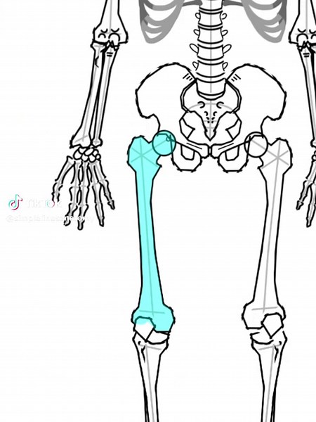 Understanding the Femur Bone Anatomy